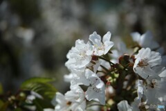 早く実にな～れ