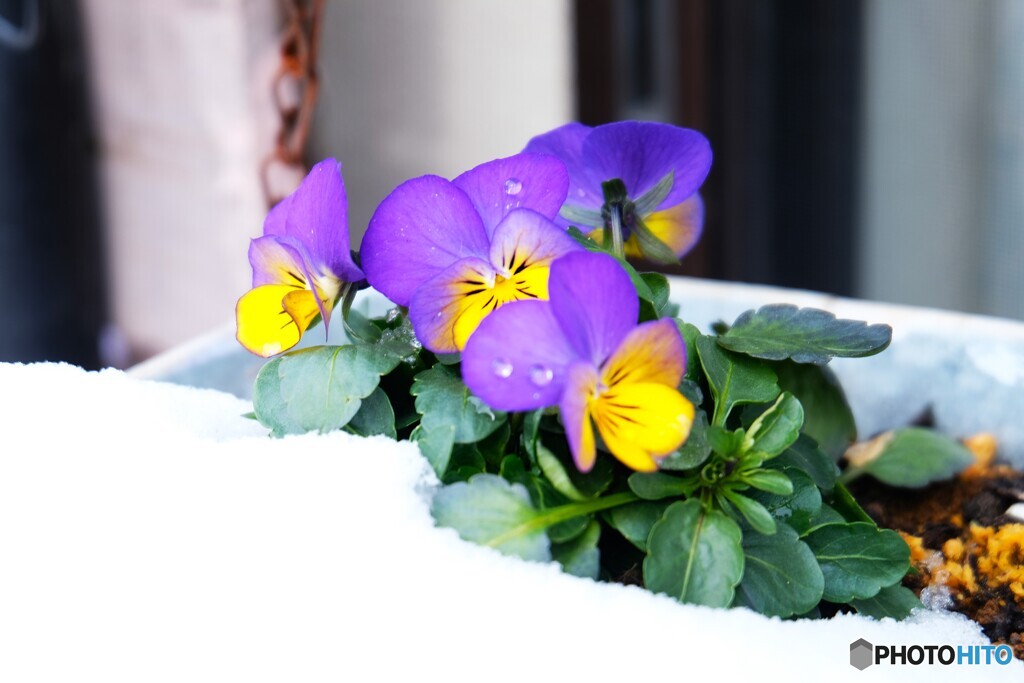 待ち遠しいなあ