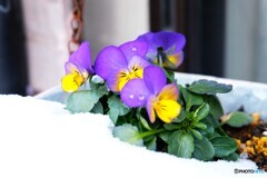 待ち遠しいなあ