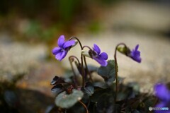 菫の花咲く頃