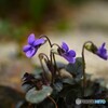 菫の花咲く頃