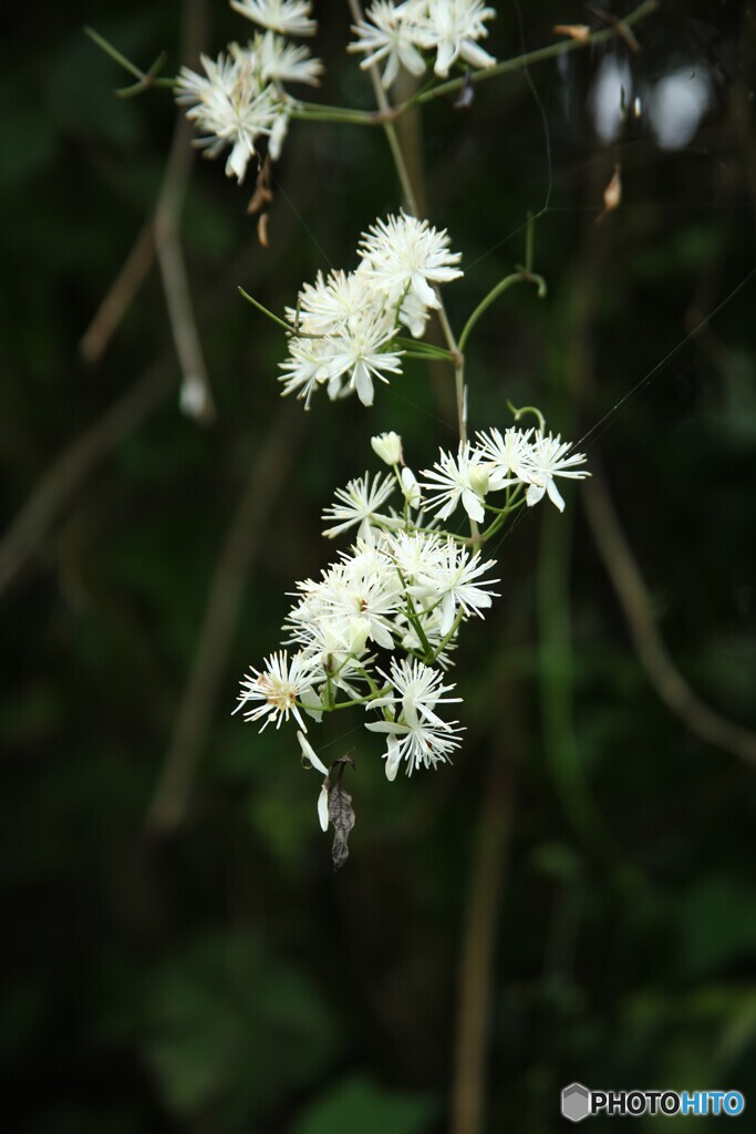 森の線香花火