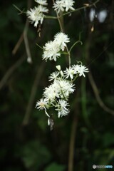 森の線香花火