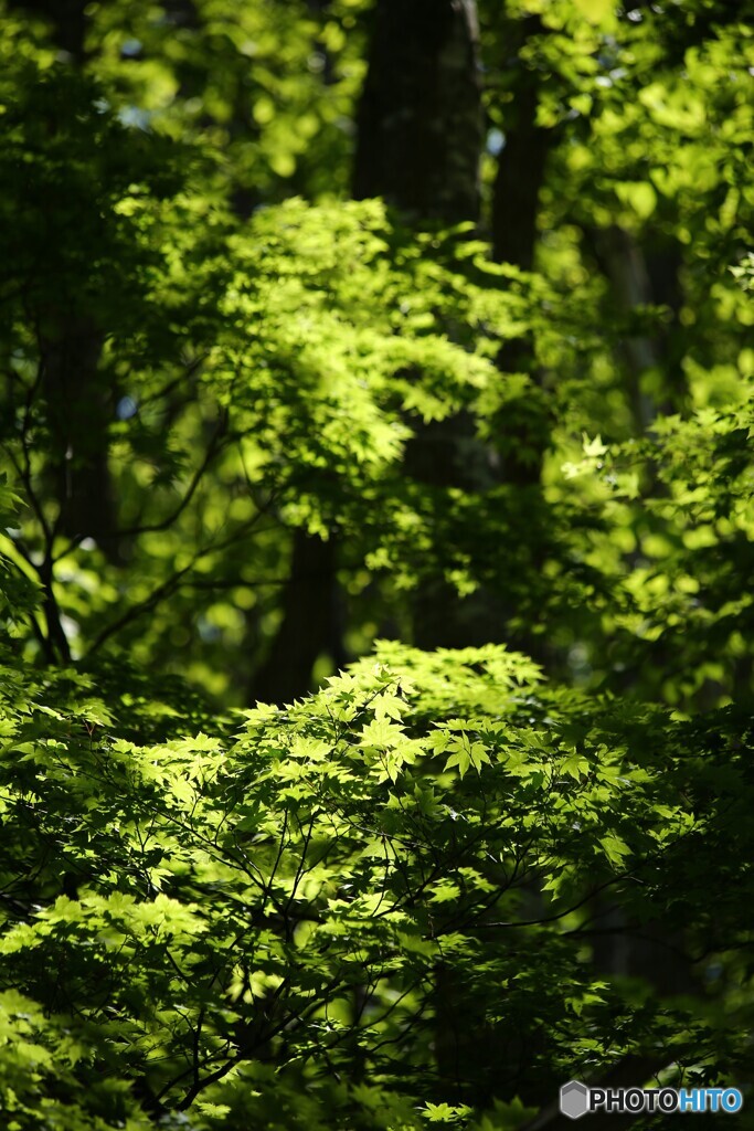 眩しい森