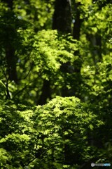 眩しい森