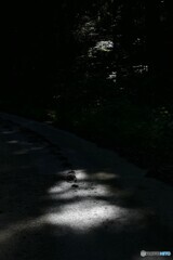 登山道の光芒