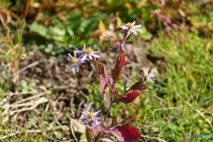 冬待つ野の花 冬待つ野の花