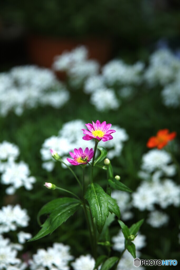 小さな花園