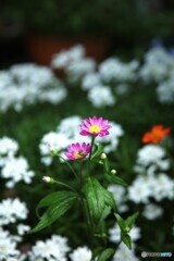 小さな花園