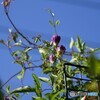 青空が似合うキング