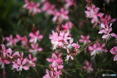 夏風に身を任せて