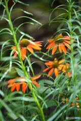 夏草の中で