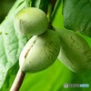 収穫真近