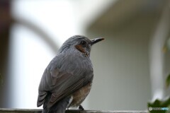 オレンジ食べてひと休み