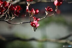 薄紅色