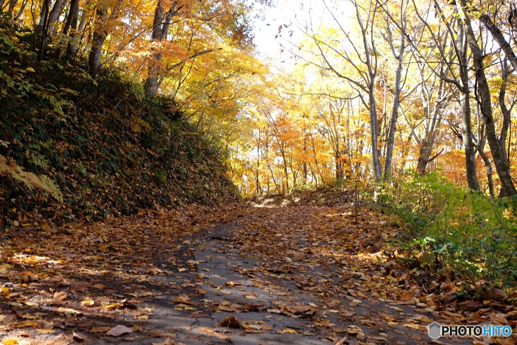 彩り踏みしめながら