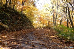 彩り踏みしめながら