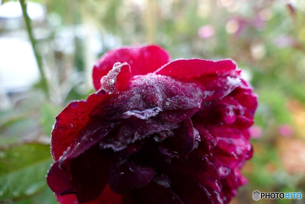 初霜～おー寒い