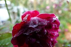 初霜～おー寒い