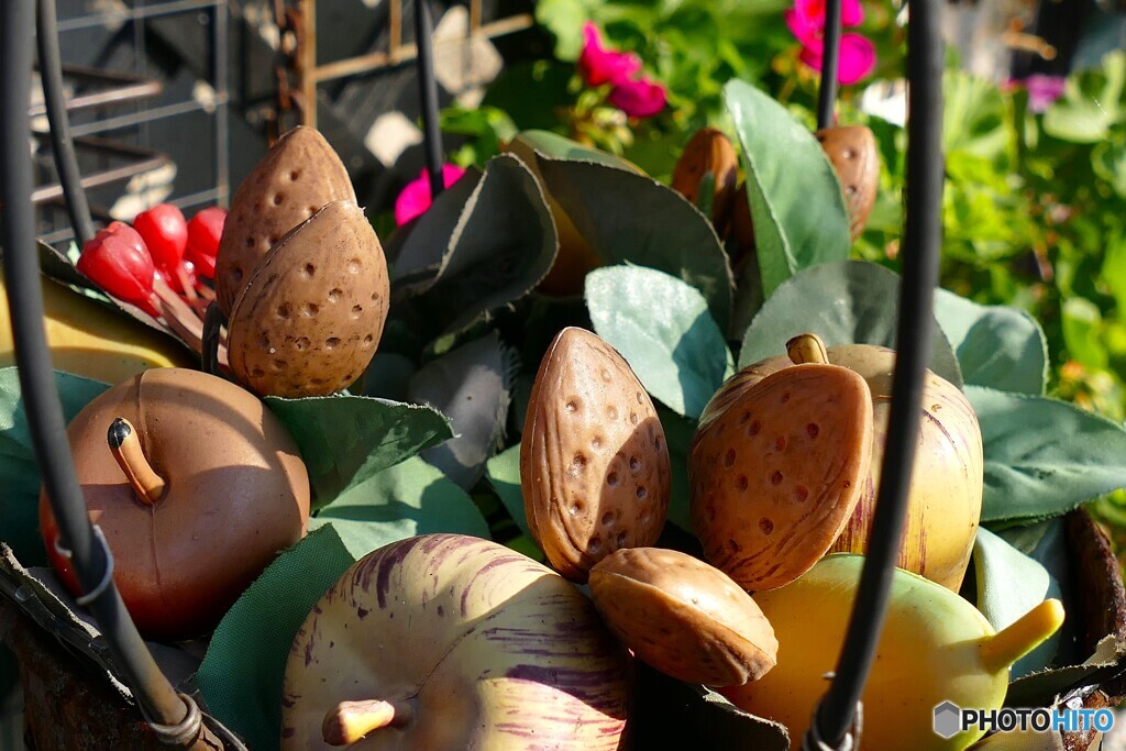 ｶﾞｰﾃﾞﾝﾊﾞｽｹｯﾄ