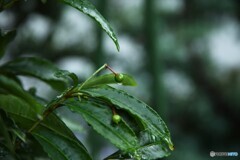 年の瀬に合わせて