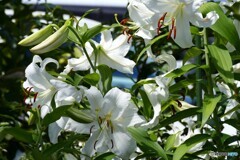 真夏に咲き競う