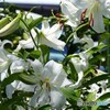 真夏に咲き競う