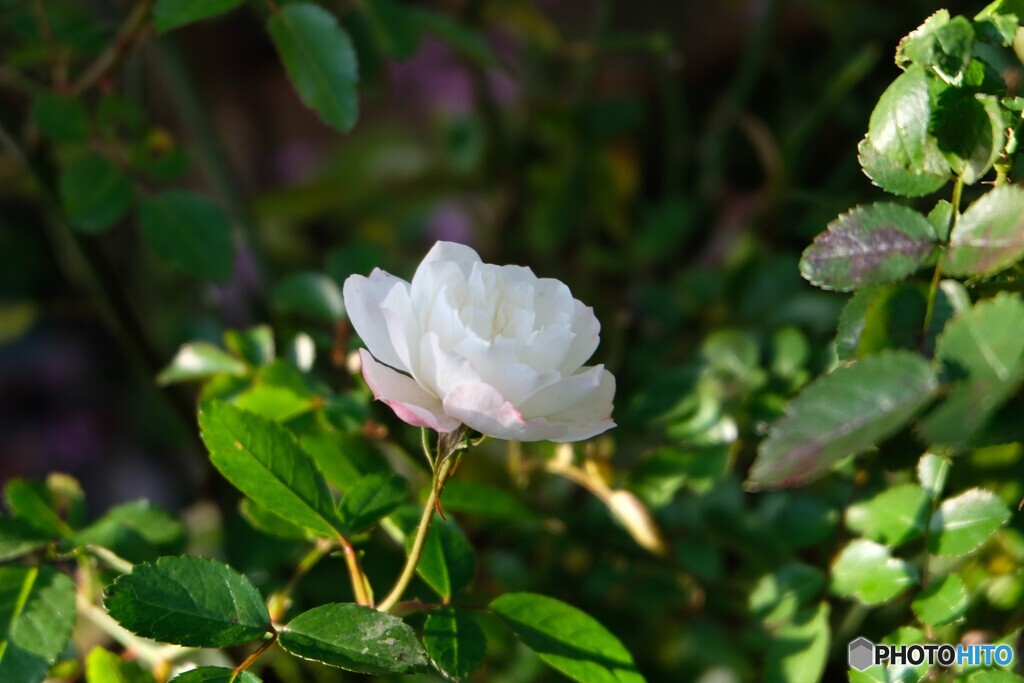 冬の朝庭初々しく
