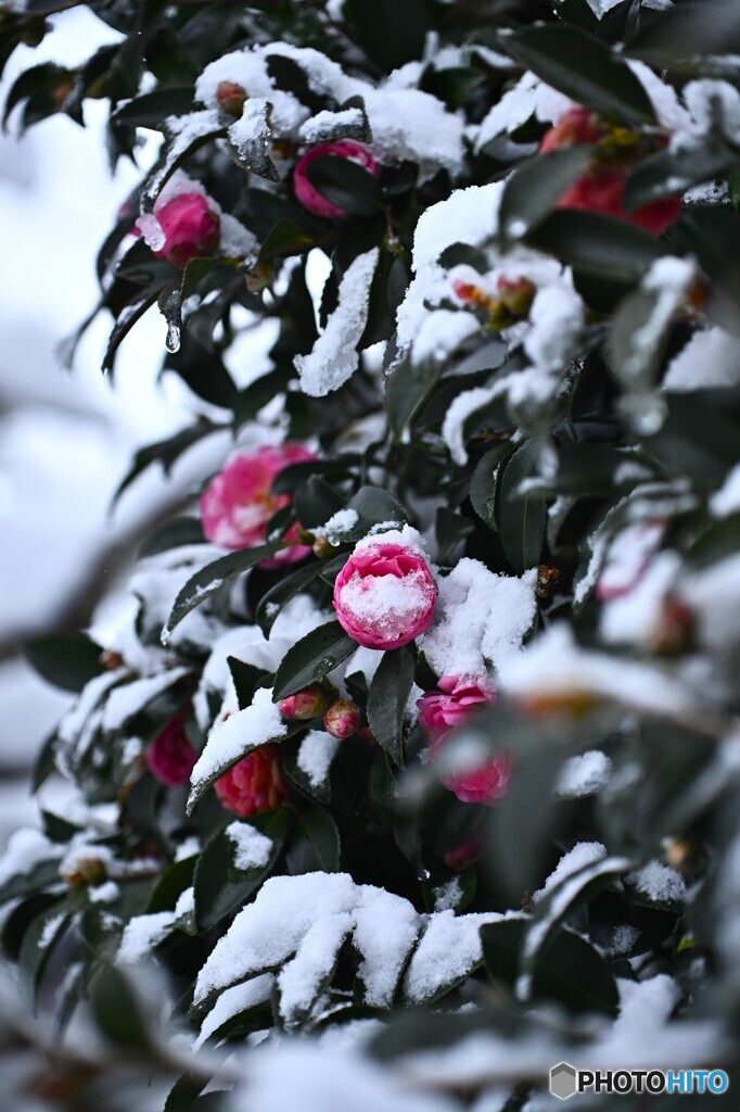 連日の雪