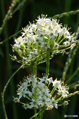 力強くにら花火