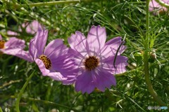 畔の花