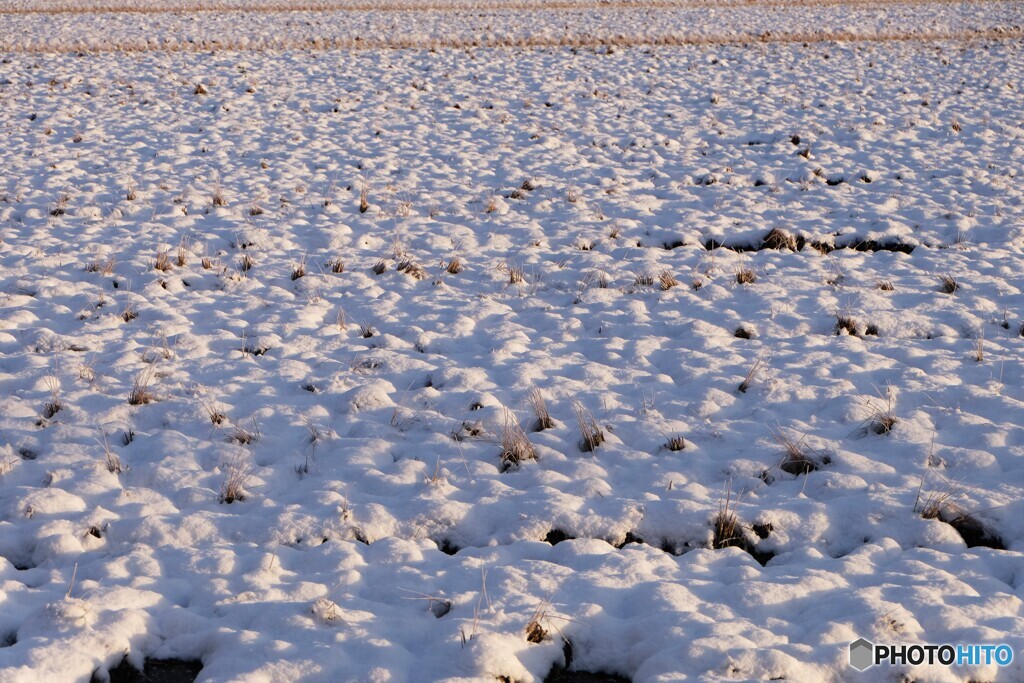 冬陽でデコボコ