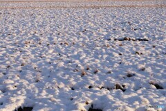 冬陽でデコボコ