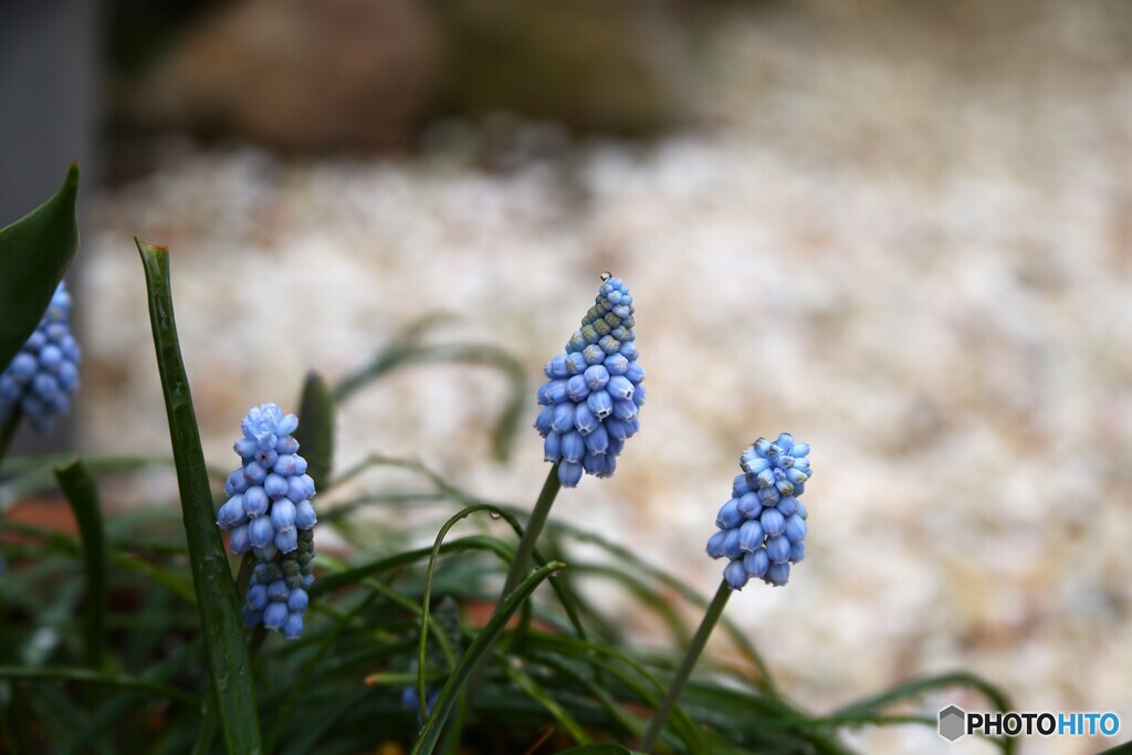 春の寒空