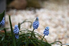 春の寒空
