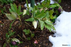 ああ　また雪が