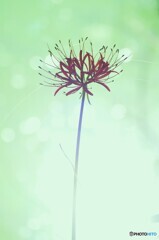 物憂い時