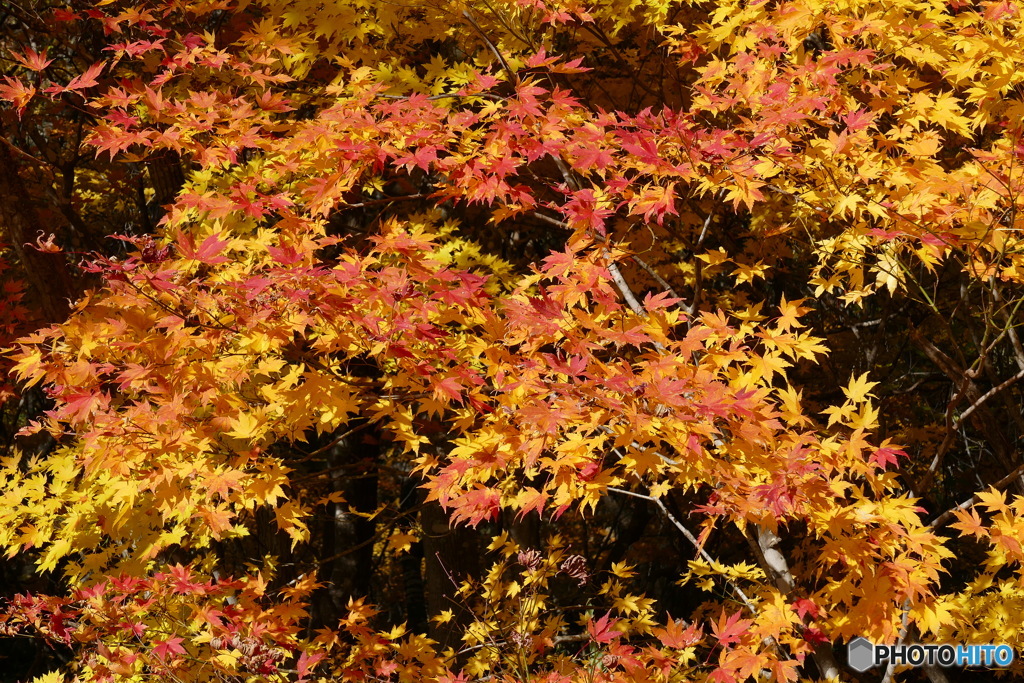 照山紅葉