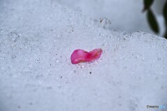 別れの時