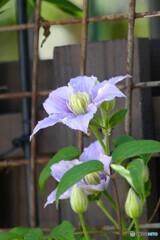 日陰で最後まで