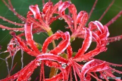水も滴る秋の華