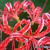 水も滴る秋の華