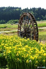 田園