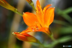 夏庭の存在感