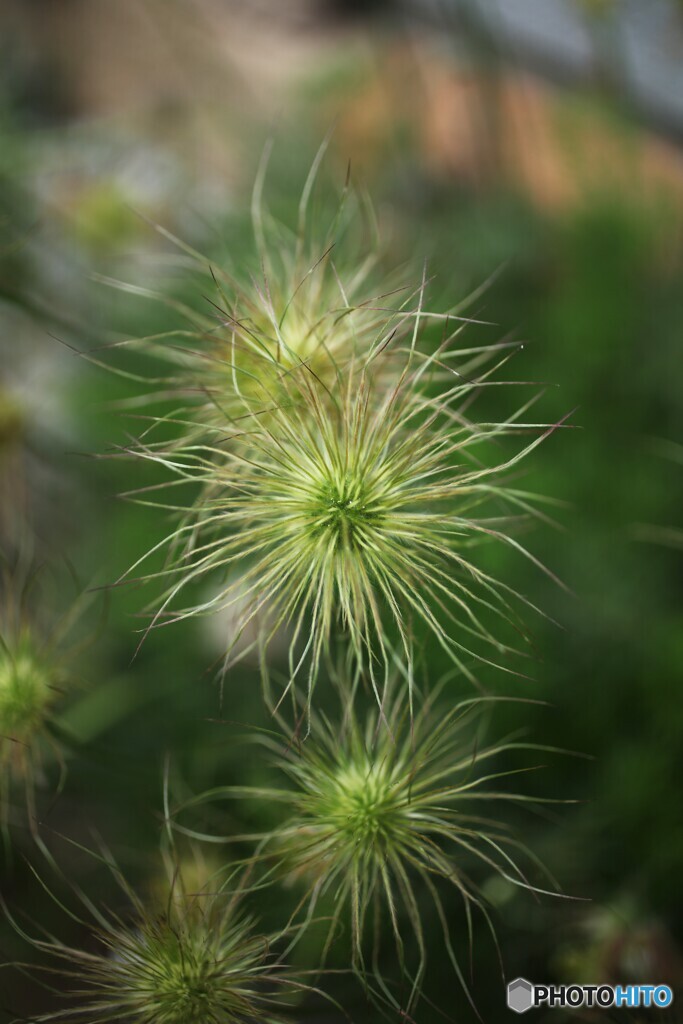 初夏の花火