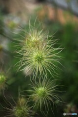 初夏の花火