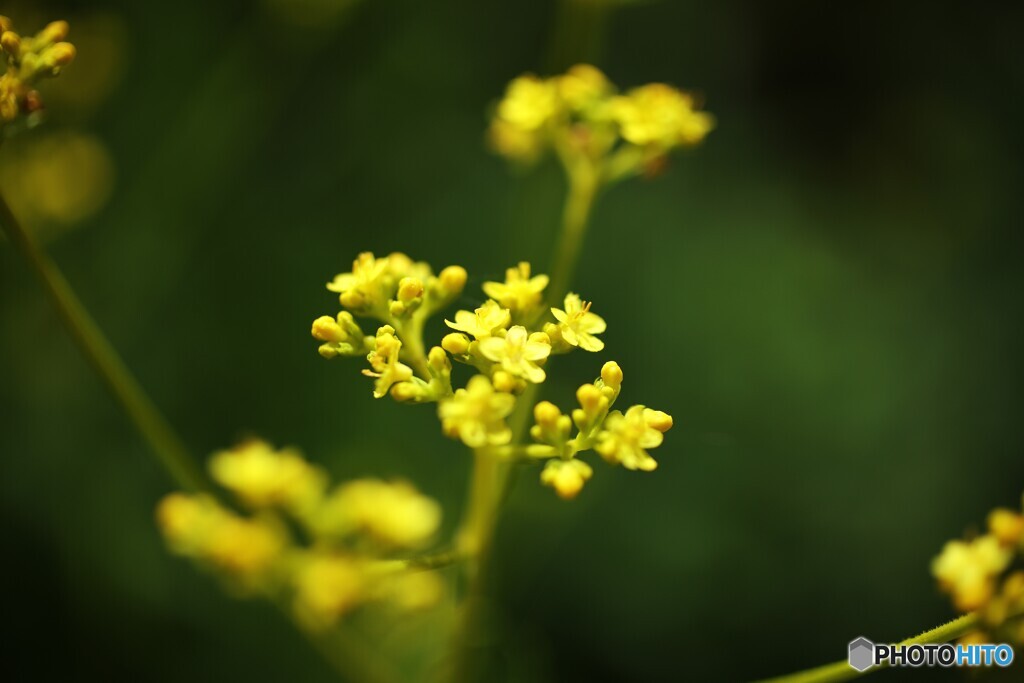 次節の花