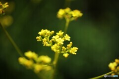 次節の花
