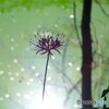 キラキラ水辺に