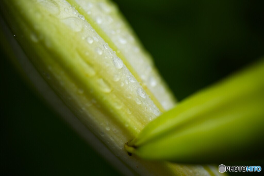 開花遅れそう